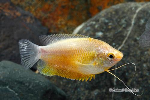 picture of Thicklip Gourami Sml                                                                                 Colisa labiosa