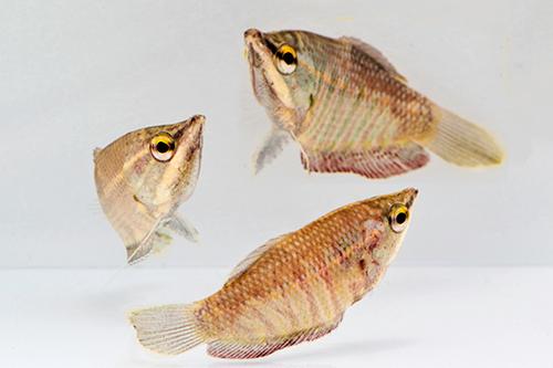 picture of Samurai Gourami Reg                                                                                  Sphaerichthys vaillanti