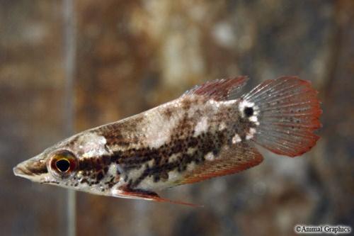 picture of Noble Gourami Sml                                                                                    Ctenops nobilis