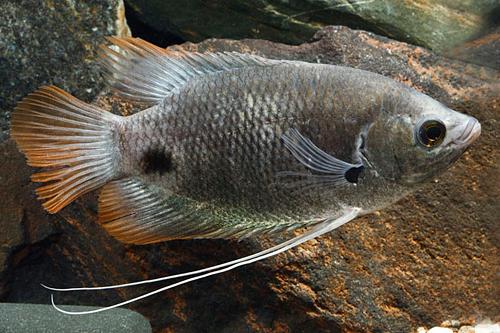 picture of Redtail Osphronemus Gourami Reg                                                                      Osphronemus laticlavius
