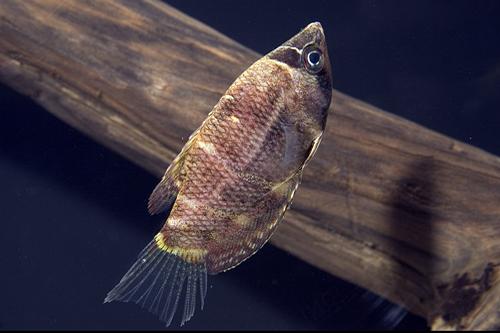 picture of Chocolate Gourami Tank Raised Reg                                                                    Sphaerichthys osphronemoides