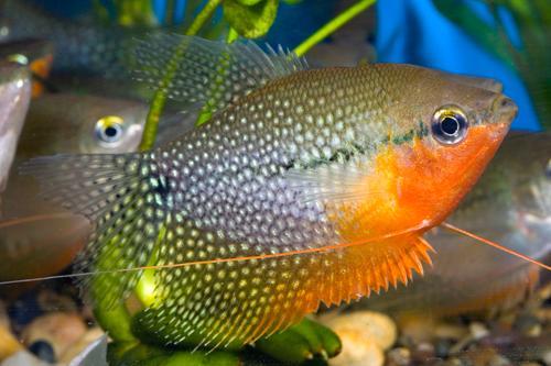 picture of Pearl Leeri Gourami EU Reg                                                                           Trichogaster leeri