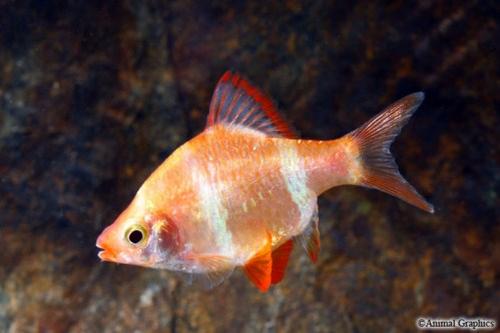 picture of Albino Blushing Tiger Barb Sml                                                                       Puntius tetrazona 'Albino'