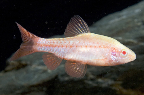 picture of Albino Cherry Barb Lrg                                                                               Puntius titteya 'Albino'