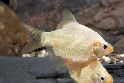 picture of Albino Platinum Tiger Barb Lrg                                                                       Puntius tetrazona 'Albino'