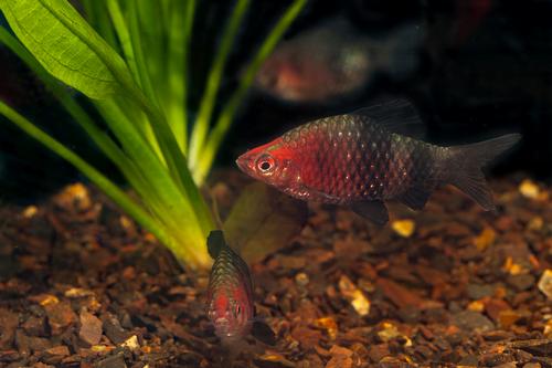 picture of Black Ruby Barb Reg                                                                                  Puntius nigrofasciatus