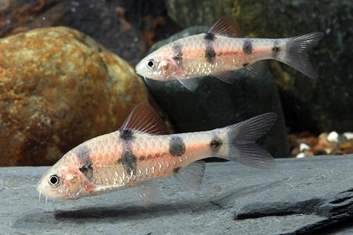 picture of Clown Barb Med                                                                                       Puntius everetti
