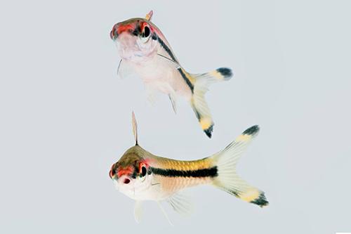 picture of Denisonii Barb / Roseline Shark Reg                                                                  Sahyadria denisonii
