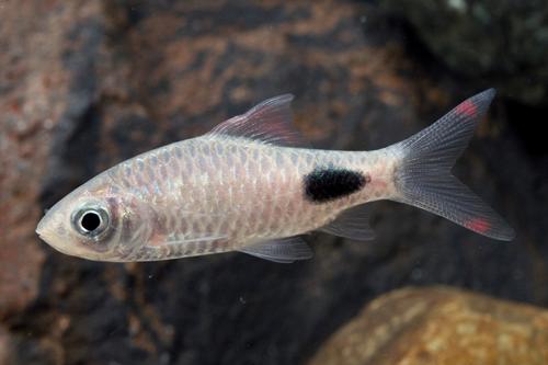 picture of Filamentosus Barb Sml                                                                                Dawkinsia filamentosus