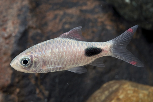 picture of Filamentosus Barb Med                                                                                Dawkinsia filamentosus