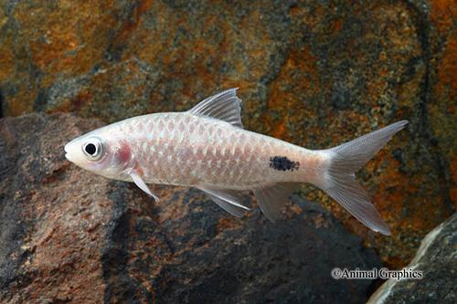 picture of Filamentosus Barb M/L                                                                                Dawkinsia filamentosus