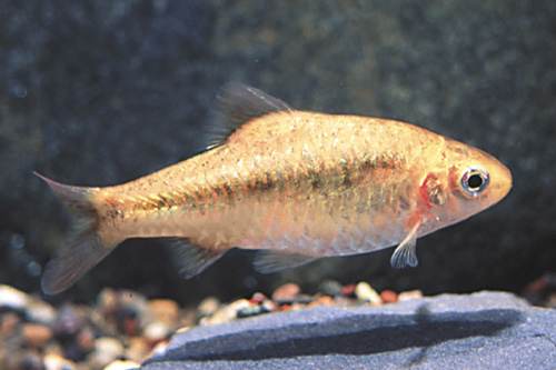 picture of Gold Barb Sml                                                                                        Puntius semifasciolatus