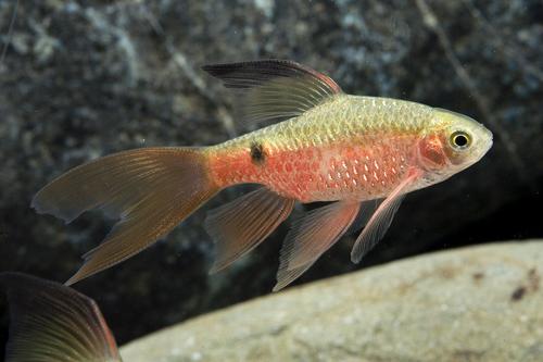 picture of Longfin Rosy Barb Lrg                                                                                Pethia conchonius 'Longfin'
