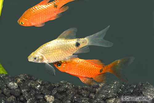 picture of Neon Rosy Barb Reg                                                                                   Pethia conchonius 'Neon'