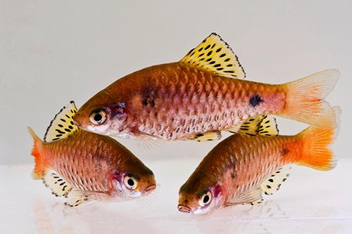 picture of Odessa Barb Lrg                                                                                      Pethia padamya