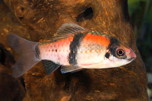 picture of Red Panda Barb Sml                                                                                   Haludaria fasciata