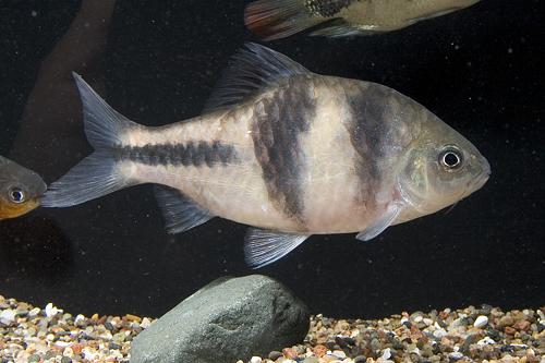 picture of Spanner T Barb Lrg                                                                                   Puntius lateristriga