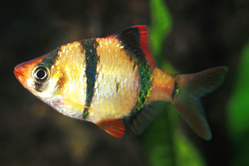 picture of Tiger Barb Sml                                                                                       Puntius tetrazona