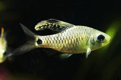picture of Drapefin Barb Reg                                                                                    Oreichthys crenuchoides