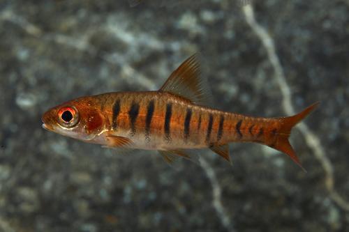 picture of African Fasciolatus Barb Lrg                                                                         Barbus fasciolatus