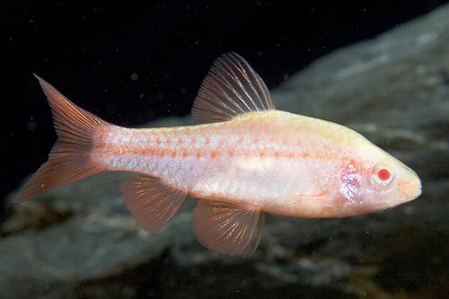 picture of Albino Cherry Barb Male Lrg                                                                          Puntius titteya