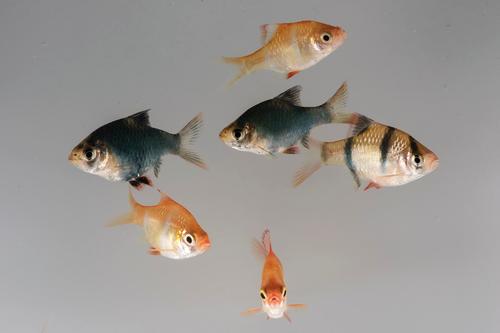 picture of Assorted Barb Lrg                                                                                    Barbus sp.