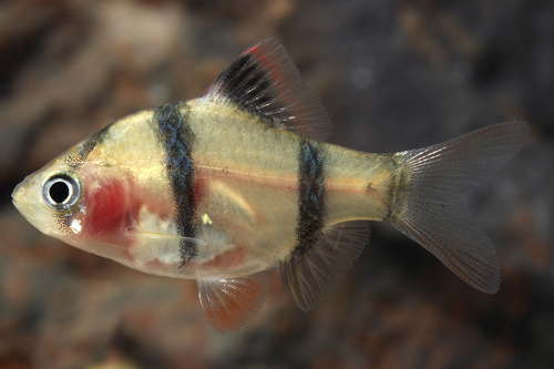 picture of Blushing Tiger Barb Med                                                                              Puntius tetrazona 'Blushing'