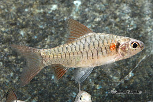 picture of Congo Barb Reg                                                                                       Barbus congicus