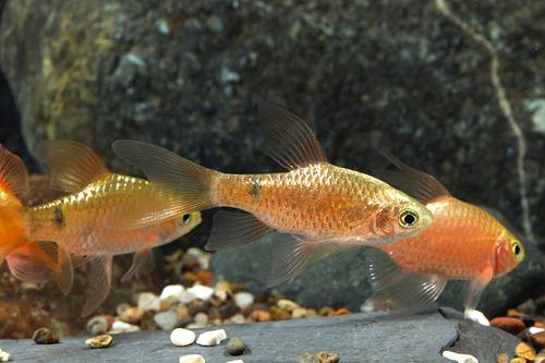 picture of Neon Longfin Rosy Barb Male Lrg                                                                      Pethia conchonius 'Neon Longfin'