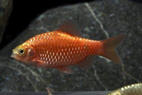 picture of Neon Rosy Barb Male Med                                                                              Pethia conchonius 'Neon'