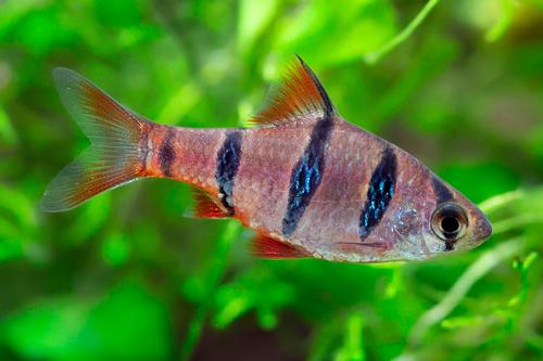 picture of Pentazona Barb Lrg                                                                                   Puntius pentazona