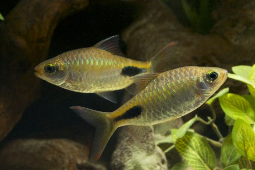 picture of Rohan's Tear-Spot Barb Xlg                                                                           Dawkinsia rohani