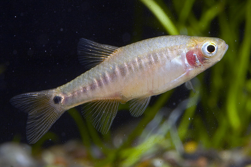 picture of Blue Barred Barb Reg                                                                                 Barbus bariloides