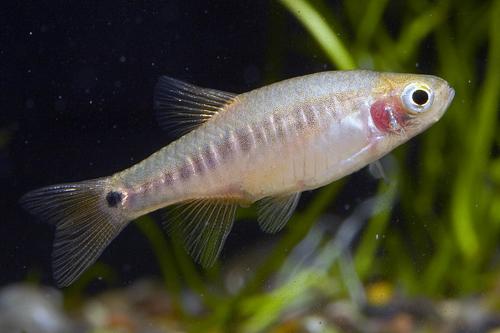 picture of Blue Barred Barb Lrg                                                                                 Barbus bariloides