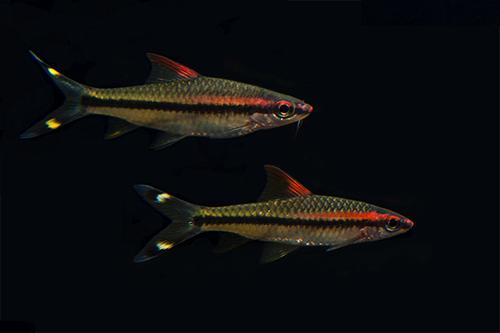 picture of Karnataka Denisonii Barb Med                                                                         Sahyadria denisoni
