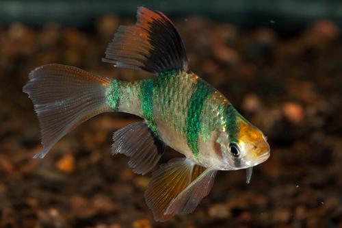 picture of Longfin Tiger Barb Reg                                                                               Puntius tetrazona