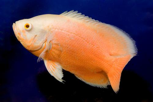 picture of Albino Ruby Oscar Reg                                                                                Astronotus ocellatus 'Albino Ruby'