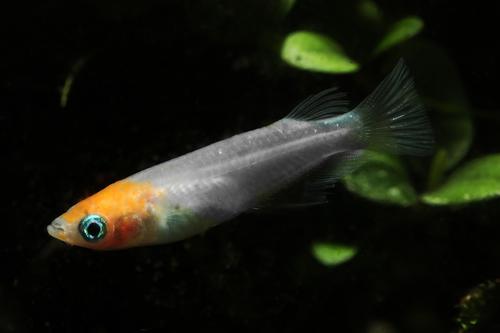 picture of Red Cap Ricefish Killie Reg                                                                          Oryzias latipes