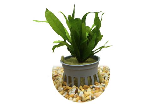 picture of HydrOasis® Java Fern Submerged Potted Reg                                                            Microsorum pteropus