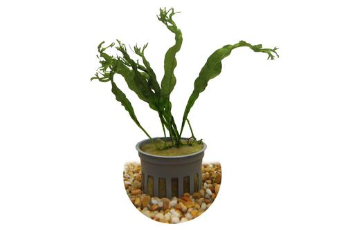 picture of HydrOasis® Lacy Java Fern Submerged Potted Retg                                                      Microsorum pteropus