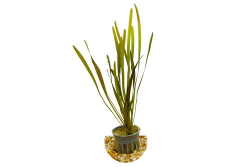 picture of HydrOasis® Italian Vallisneria Submerged Potted Reg                                                  Vallisneria spiralis