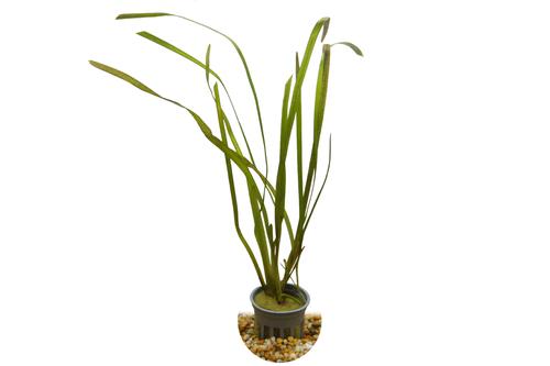 picture of HydrOasis® Jungle Vallisneria Submerged Potted Reg                                                   Vallisneria americana