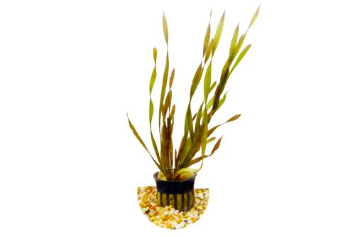 picture of HydrOasis® Corkscrew Vallisneria Sumberged Potted Reg                                                Vallisneria americana
