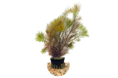picture of HydrOasis® Red Myrio Submerged Potted Reg                                                            Myriophyllum heterophylum