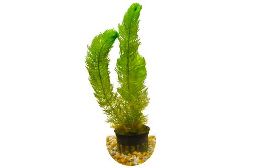 picture of HydrOasis® Green Myrio Sumberged Potted Reg                                                          Myriophyllum heterophylum