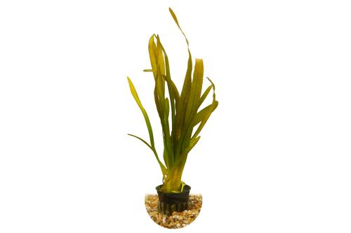 picture of HydrOasis® Red Jungle  Vallisneria Submerged Potted Reg                                              Vallisneria americana